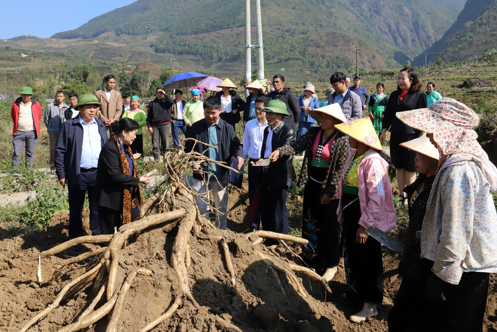  Lời giải cho bài toán cây trồng trên đất lúa một vụ ở Lai Châu (19/03/2024)